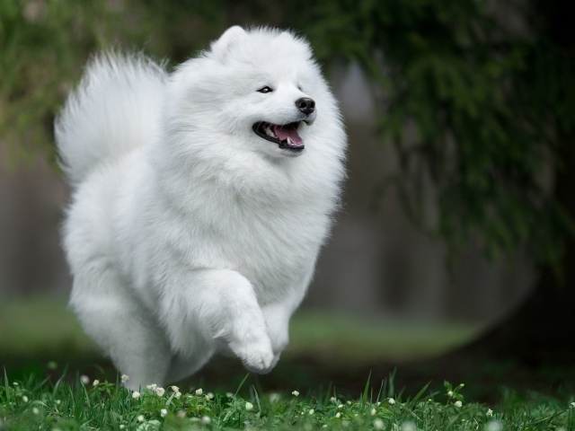 Белый щенок самоед на зеленой траве