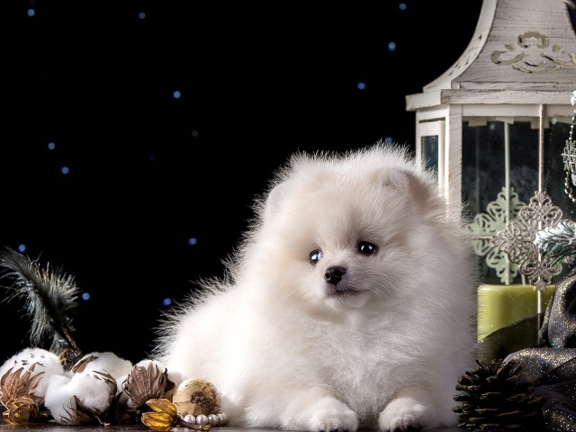 Белый маленький шпиц с новогодними украшениями