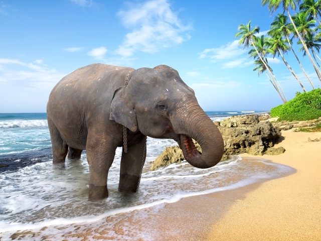 Большой слон пьет воду на берегу океана