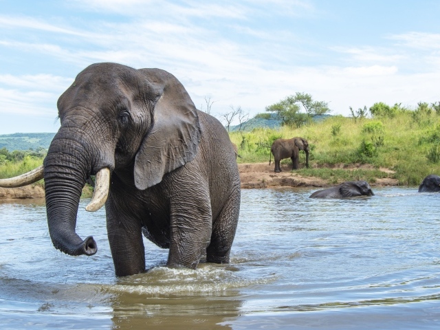 Большие слоны купаются в воде летом 