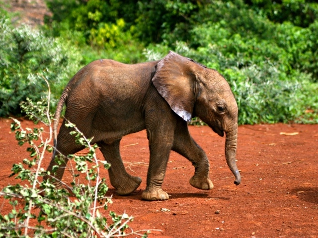 Маленький забавный слоненок 