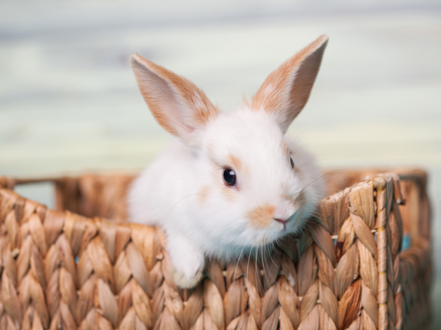 Маленький декоративный кролик в корзине