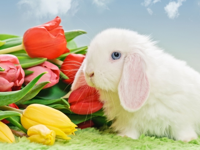 Белый голубоглазый кролик с букетом тюльпанов
