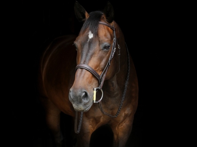 Красивый коричневый конь на черном фоне