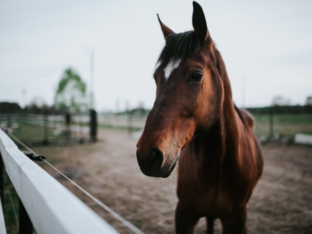 Красивый коричневый конь на ферме крупным планом