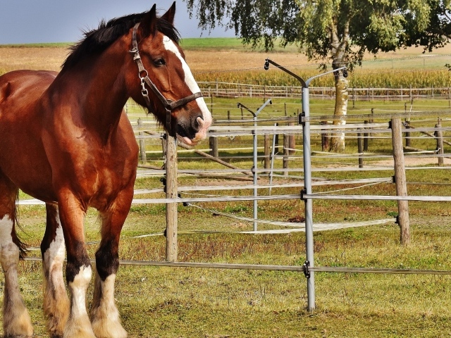 Красивый коричневый конь на ферме