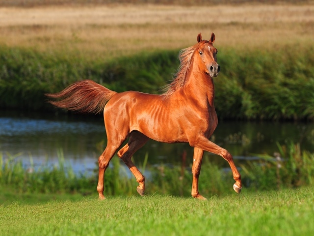 Грациозная коричневая лошадь у реки
