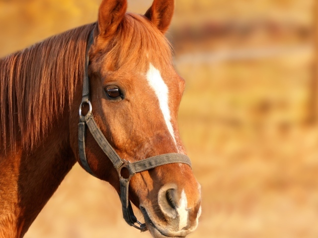 Морда коричневой лошади