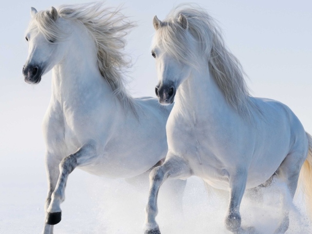 Две красивые белые лошади бегут по снегу