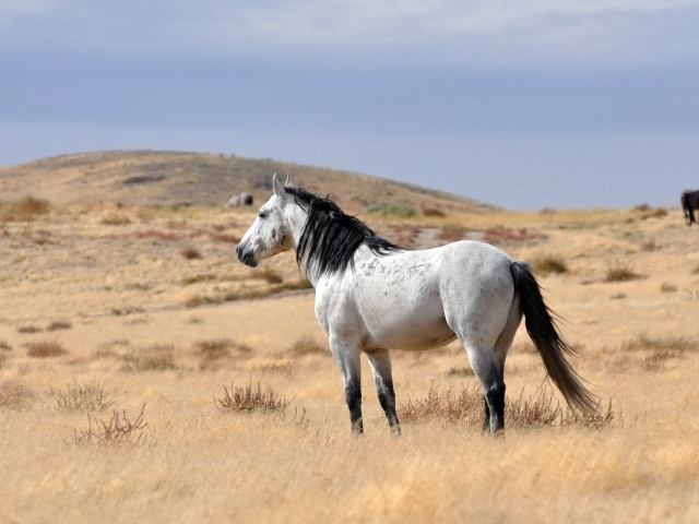 Белый конь с черной гривой пасется на сухой траве