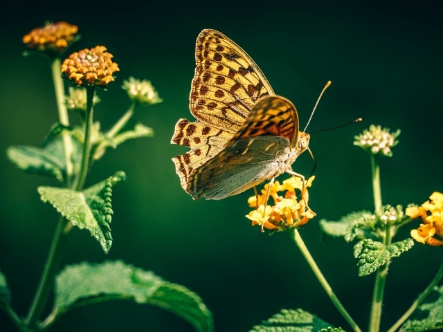 Красивая бабочка на оранжевом цветке