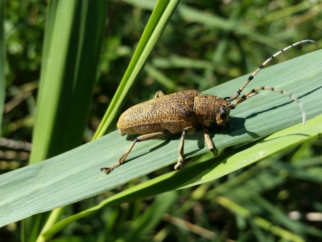 Большой жук скрипун на зеленом листе