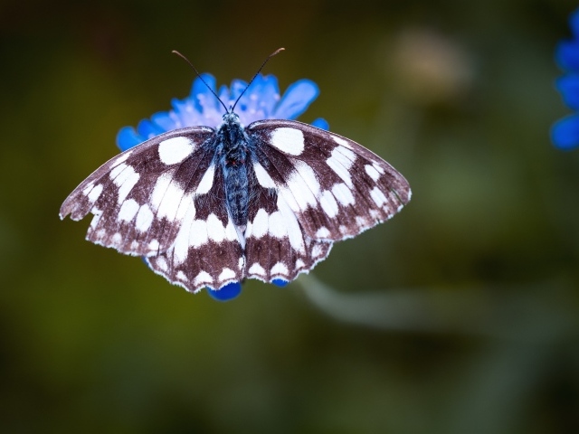 Бабочка на синем цветке крупным планом