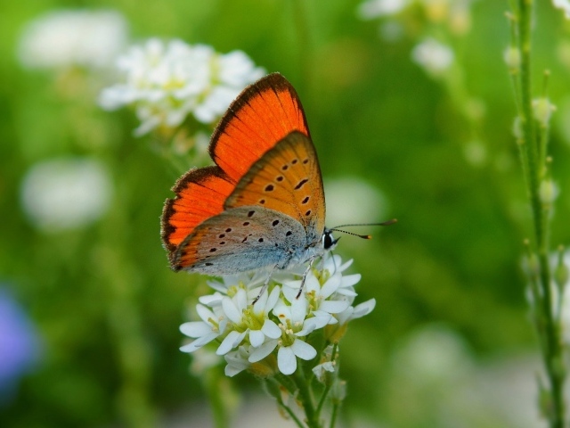 Бабочка сидит на белом цветке