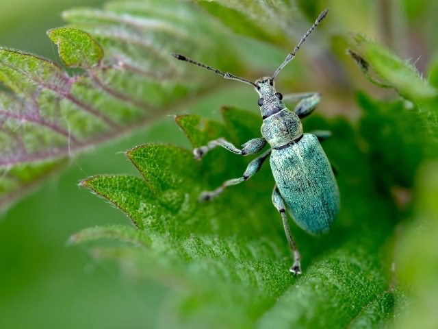 Зеленый жук листовой долгоносик крупным планом
