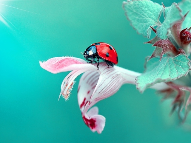 Божья коровка сидит на красивом цветке