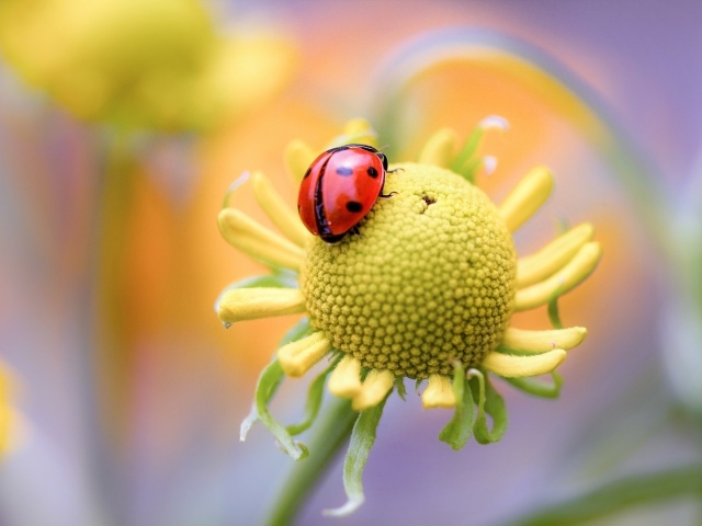 Красная божья коровка на цветке 