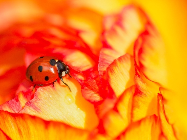 Красная божья коровка сидит на розе