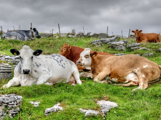Стадо коров отдыхает на пастбище