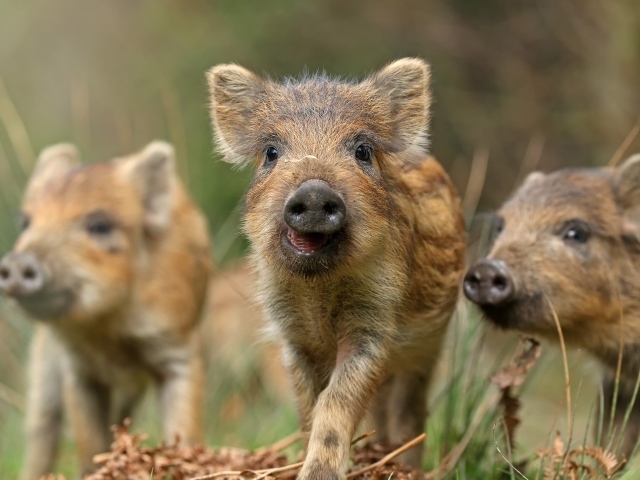 Маленькие дикие кабанчики в лесу