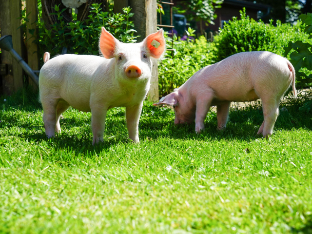 Два забавных розовых поросенка на зеленой траве
