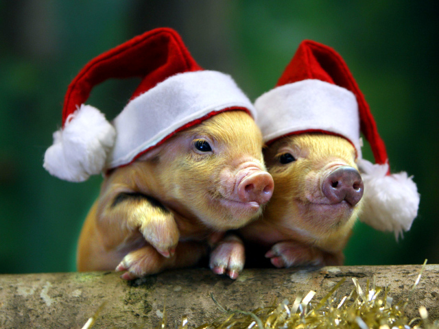 Два поросенка в новогодних шапках, символ нового года 2019 