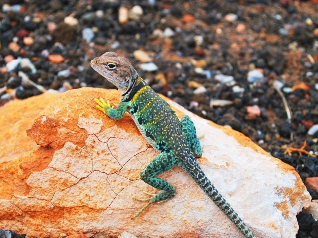 Красивая ошейниковая игуана на камне