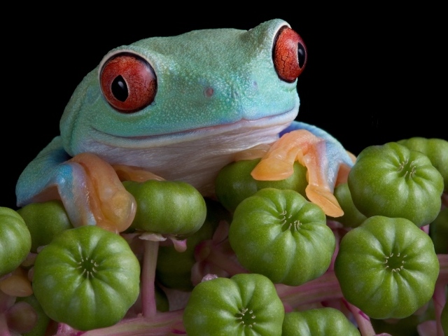 Большая зеленая лягушка с красными глазами