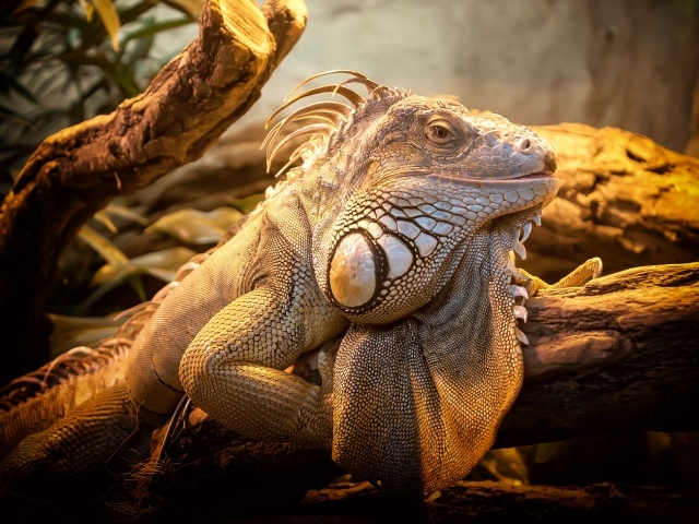 Гигантская игуана сидит на дереве