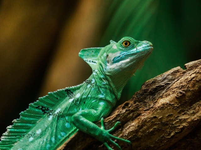 Зеленая игуана на стволе дерева