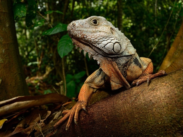 Большая игуана на стволе дерева