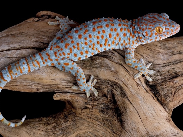 Голубой геккон Токи сидит на сухой коряге