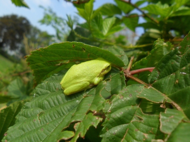 Зеленая жаба сидит на большом листе