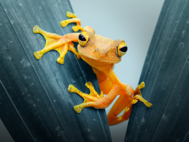 Оранжевая лягушка сидит на листе