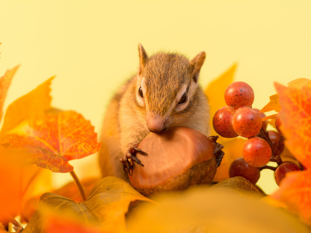 Маленькая рыжая белка грызет орех в желтых листьях