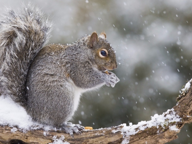 Белка сидит на заснеженной ветке 