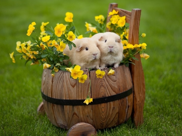 Две морские свинки сидят на бочке с цветами 