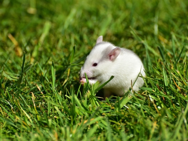 Белая мышь в зеленой траве