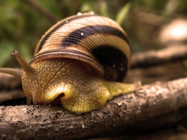 Большая улитка в ракушке на ветке 