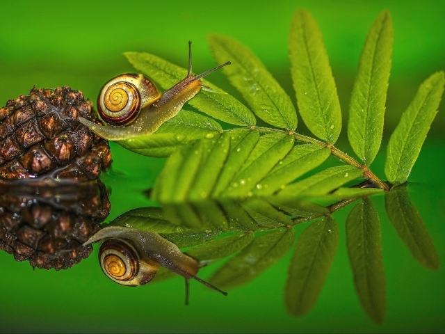 Улитка на зеленом листе в воде 