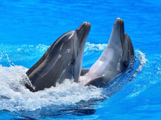 Пара дельфинов плавает в воде 