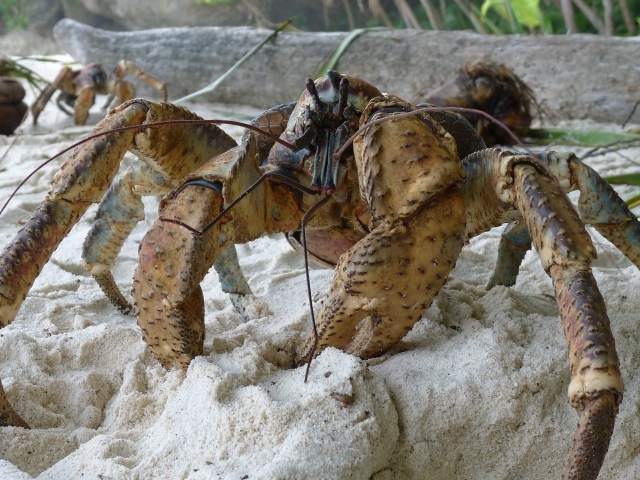 Большой краб на песке крупным планом