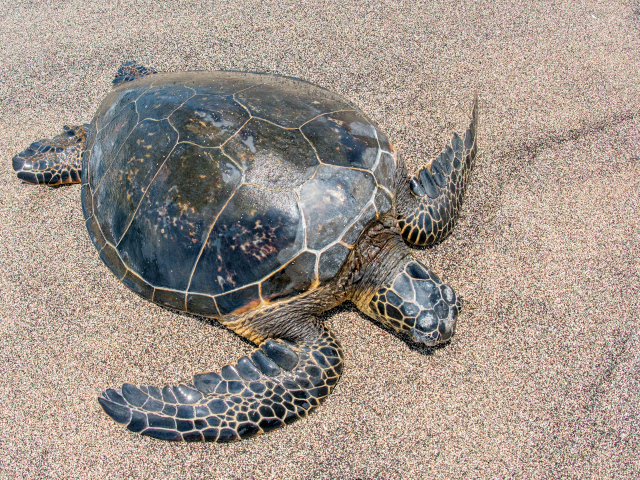 Большая черепаха на песке 