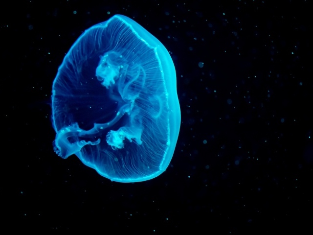 Голубая большая медуза на черном фоне