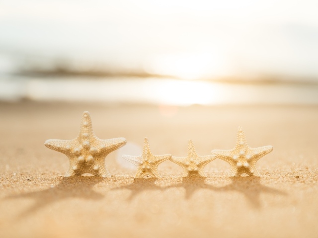Четыре морские звезды на желтом песке