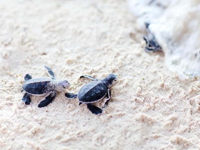 Новорожденные черепахи на песке 