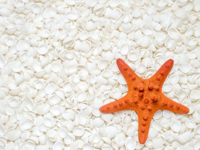 Оранжевая морская звезда лежит на белых ракушках 