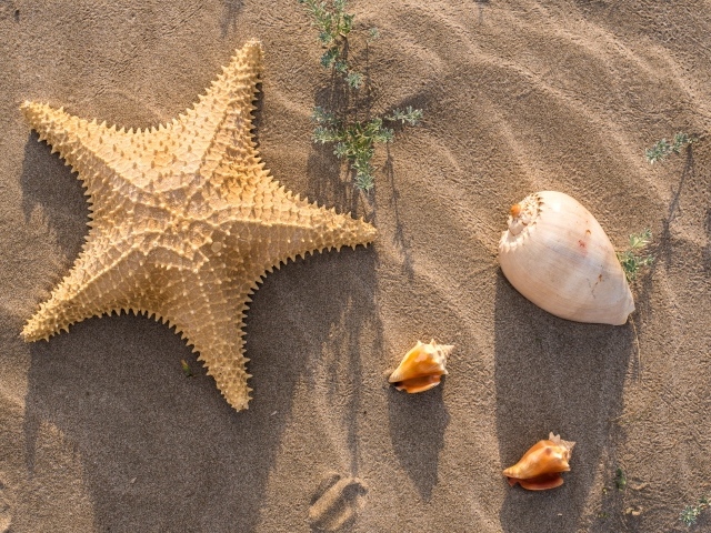 Морская звезда и ракушки на песке 