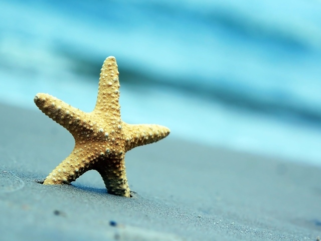 Морская звезда на сером морском песке