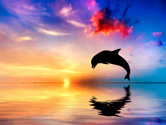 Дельфин выпрыгивает из воды на закате солнца